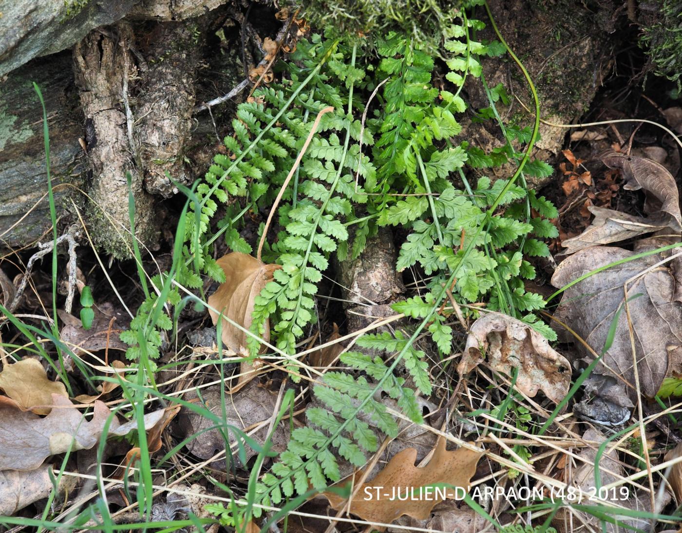 Spleenwort, Rock plant